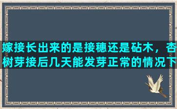 嫁接长出来的是接穗还是砧木，杏树芽接后几天能发芽正常的情况下