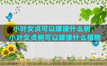 小叶女贞可以嫁接什么树，小叶女贞树可以嫁接什么植物