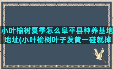 小叶榆树夏季怎么阜平县种养基地地址(小叶榆树叶子发黄一碰就掉)