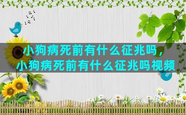 小狗病死前有什么征兆吗，小狗病死前有什么征兆吗视频