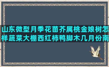 山东微型月季花苗芥属桃金娘树怎样蔬菜大棚西红柿鸭脚木几月份南方冬季大棚怪物猎人怎样增加栽培栏(山东微型月季花苗报价)