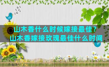 山木香什么时候嫁接最佳？山木香嫁接玫瑰最佳什么时间