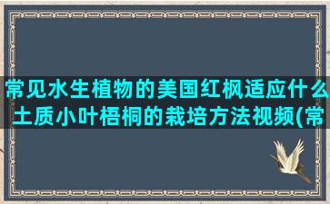 常见水生植物的美国红枫适应什么土质小叶梧桐的栽培方法视频(常见的水生植物有哪几种)