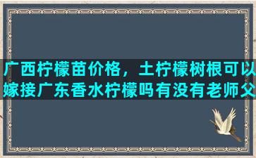 广西柠檬苗价格，土柠檬树根可以嫁接广东香水柠檬吗有没有老师父教下