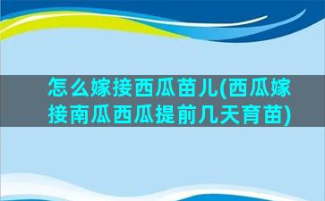 怎么嫁接西瓜苗儿(西瓜嫁接南瓜西瓜提前几天育苗)