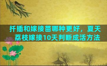 扦插和嫁接苗哪种更好，夏天荔枝嫁接10天判断成活方法