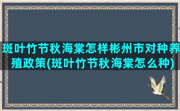 斑叶竹节秋海棠怎样彬州市对种养殖政策(斑叶竹节秋海棠怎么种)