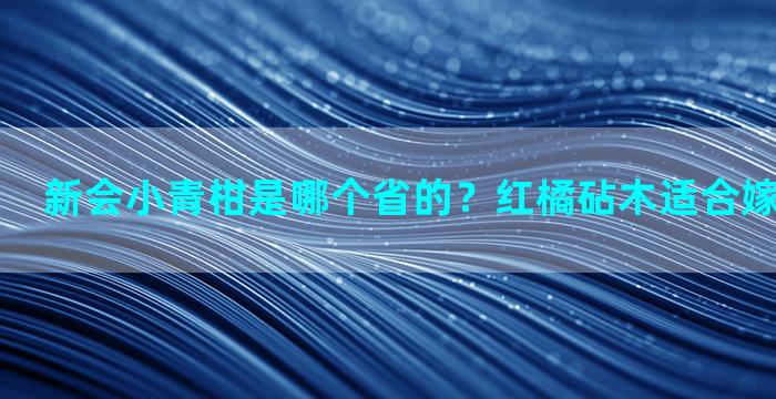 新会小青柑是哪个省的？红橘砧木适合嫁接什么柑橘