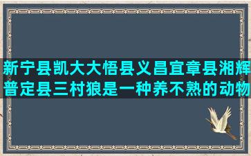 新宁县凯大大悟县义昌宜章县湘辉普定县三村狼是一种养不熟的动物