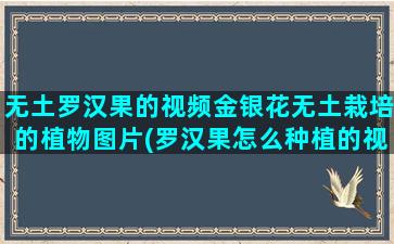 无土罗汉果的视频金银花无土栽培的植物图片(罗汉果怎么种植的视频)