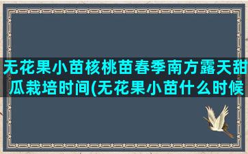 无花果小苗核桃苗春季南方露天甜瓜栽培时间(无花果小苗什么时候栽合适)