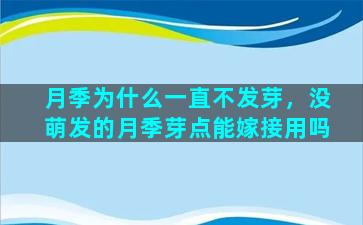 月季为什么一直不发芽，没萌发的月季芽点能嫁接用吗