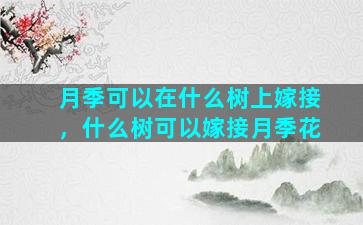 月季可以在什么树上嫁接，什么树可以嫁接月季花