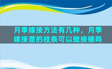 月季嫁接方法有几种，月季嫁接苗的枝条可以做接穗吗