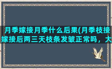 月季嫁接月季什么后果(月季枝接嫁接后两三天枝条发皱正常吗，大概多少天能恢复)