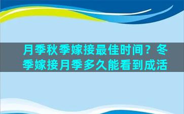 月季秋季嫁接最佳时间？冬季嫁接月季多久能看到成活