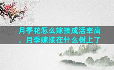 月季花怎么嫁接成活率高，月季嫁接在什么树上了