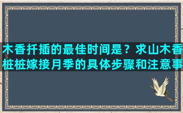 木香扦插的最佳时间是？求山木香桩桩嫁接月季的具体步骤和注意事项当年移栽可以立即嫁接吗