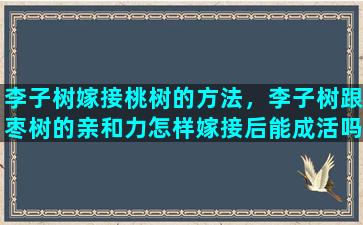 李子树嫁接桃树的方法，李子树跟枣树的亲和力怎样嫁接后能成活吗