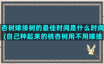 杏树嫁接树的最佳时间是什么时间(自己种起来的桃杏树用不用嫁接)