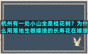 杭州有一处小山全是桂花树？为什么用落地生根嫁接的长寿花在嫁接点发黑