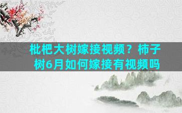 枇杷大树嫁接视频？柿子树6月如何嫁接有视频吗