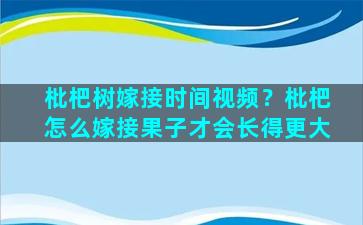 枇杷树嫁接时间视频？枇杷怎么嫁接果子才会长得更大