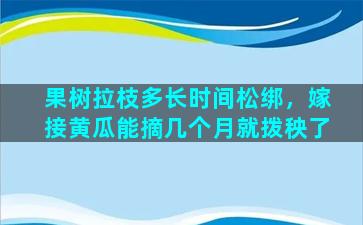 果树拉枝多长时间松绑，嫁接黄瓜能摘几个月就拨秧了