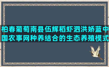 柏春葡萄南县伍辉稻虾泗洪娇蓝中国农事网种养结合的生态养殖模式