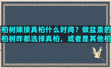 柏树嫁接真柏什么时间？做盆景的柏树咋都选择真柏，或者是其他柏嫁接真柏，怎么不用龙柏