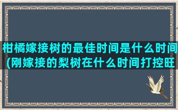 柑橘嫁接树的最佳时间是什么时间(刚嫁接的梨树在什么时间打控旺药最好)