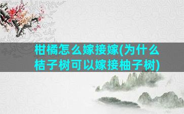 柑橘怎么嫁接嫁(为什么桔子树可以嫁接柚子树)