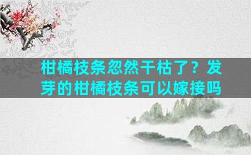 柑橘枝条忽然干枯了？发芽的柑橘枝条可以嫁接吗