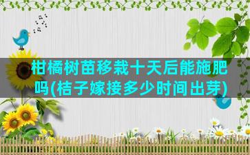 柑橘树苗移栽十天后能施肥吗(桔子嫁接多少时间出芽)