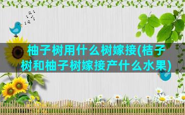 柚子树用什么树嫁接(桔子树和柚子树嫁接产什么水果)