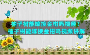 柚子树能嫁接金柑吗视频？柚子树能嫁接金柑吗视频讲解