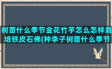 树苗什么季节金花竹芋怎么怎样栽培铁皮石佛(种李子树苗什么季节)