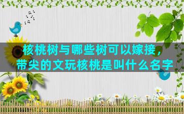 核桃树与哪些树可以嫁接，带尖的文玩核桃是叫什么名字