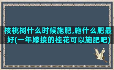 核桃树什么时候施肥,施什么肥最好(一年嫁接的桂花可以施肥吧)