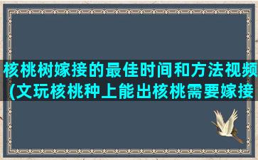 核桃树嫁接的最佳时间和方法视频(文玩核桃种上能出核桃需要嫁接吗)