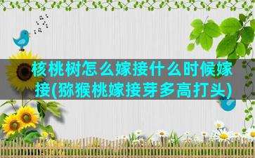 核桃树怎么嫁接什么时候嫁接(猕猴桃嫁接芽多高打头)