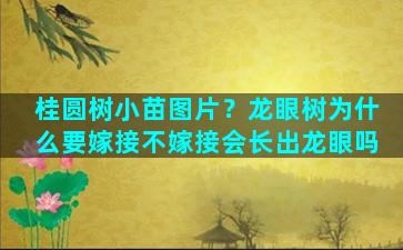 桂圆树小苗图片？龙眼树为什么要嫁接不嫁接会长出龙眼吗