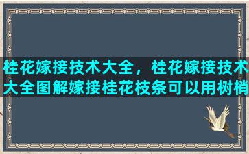 桂花嫁接技术大全，桂花嫁接技术大全图解嫁接桂花枝条可以用树梢