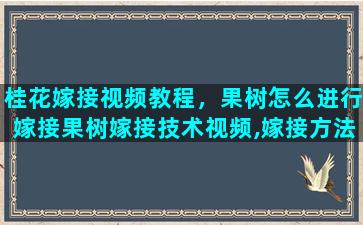 桂花嫁接视频教程，果树怎么进行嫁接果树嫁接技术视频,嫁接方法图解