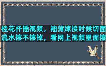 桂花扦插视频，袖蒲嫁接时候切面流水擦不擦掉，看网上视频里面擦擦掉了