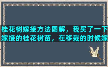 桂花树嫁接方法图解，我买了一下嫁接的桂花树苗，在移栽的时候嫁接部位裹的塑料膜要不要去掉啊不去掉会影响桂花生长吗