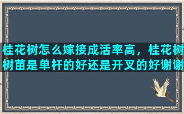 桂花树怎么嫁接成活率高，桂花树树苗是单杆的好还是开叉的好谢谢