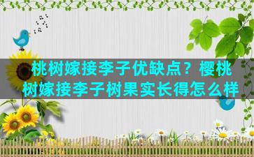 桃树嫁接李子优缺点？樱桃树嫁接李子树果实长得怎么样