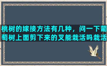 桃树的嫁接方法有几种，问一下葡萄树上面剪下来的叉能栽活吗栽活了能接葡萄吗