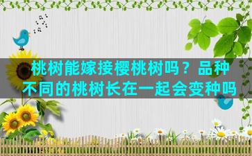 桃树能嫁接樱桃树吗？品种不同的桃树长在一起会变种吗